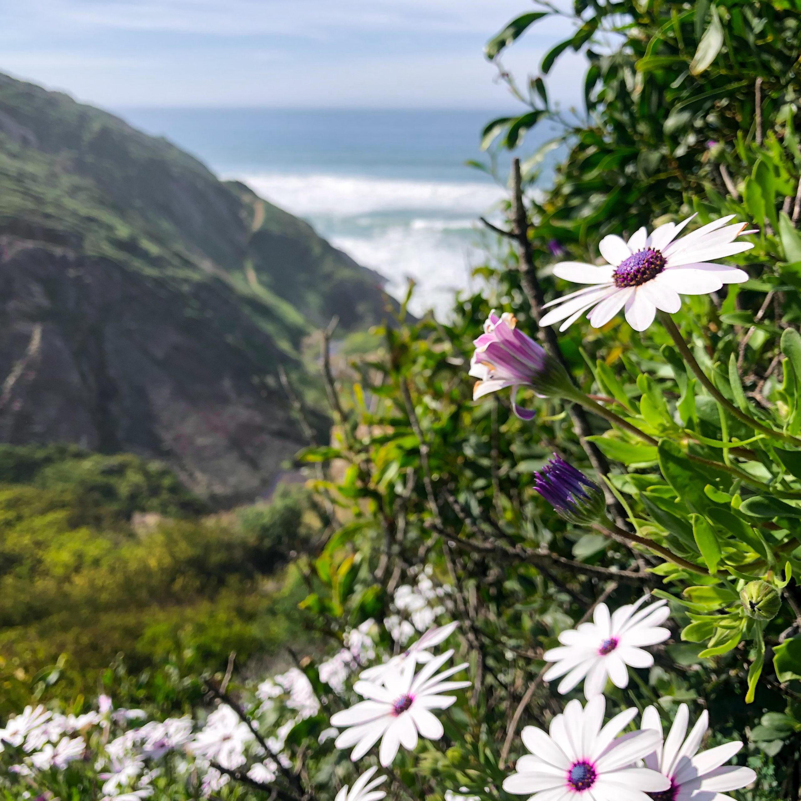 Bloemen langs de Fishermen's Trail