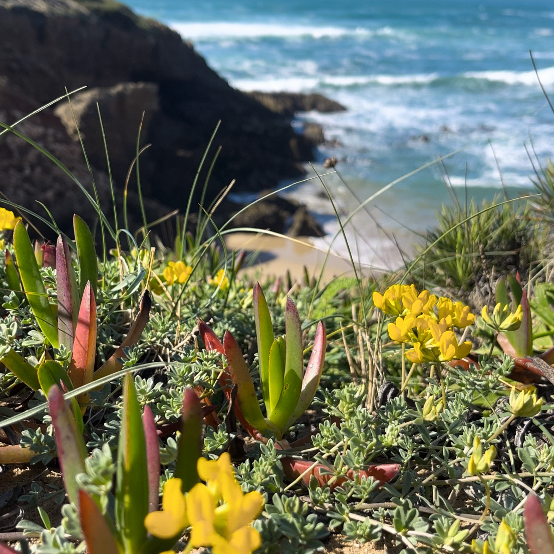 Bloemen Zuid-Portugal