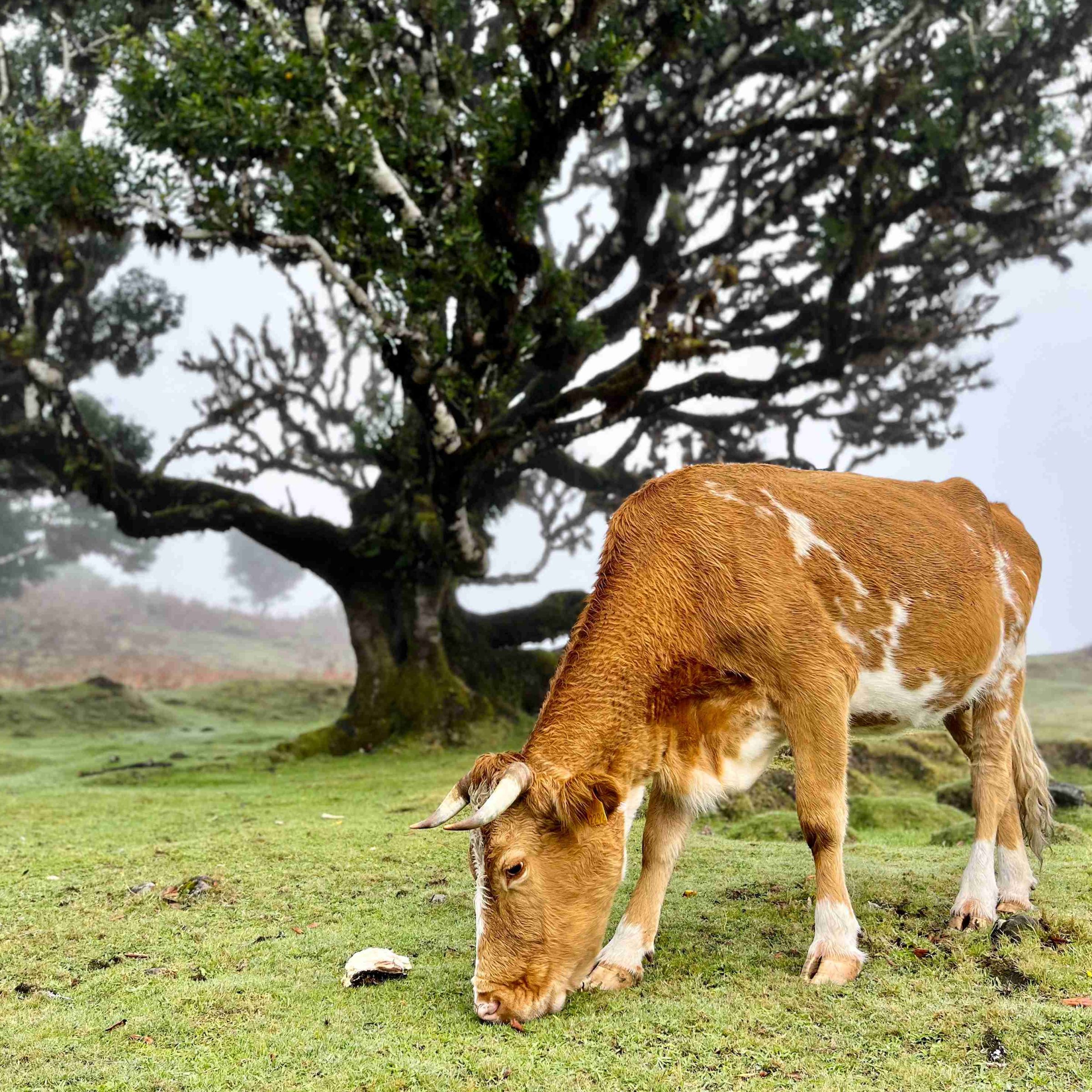 Wandel door het mysterieuze Fanal-bos op Madeira