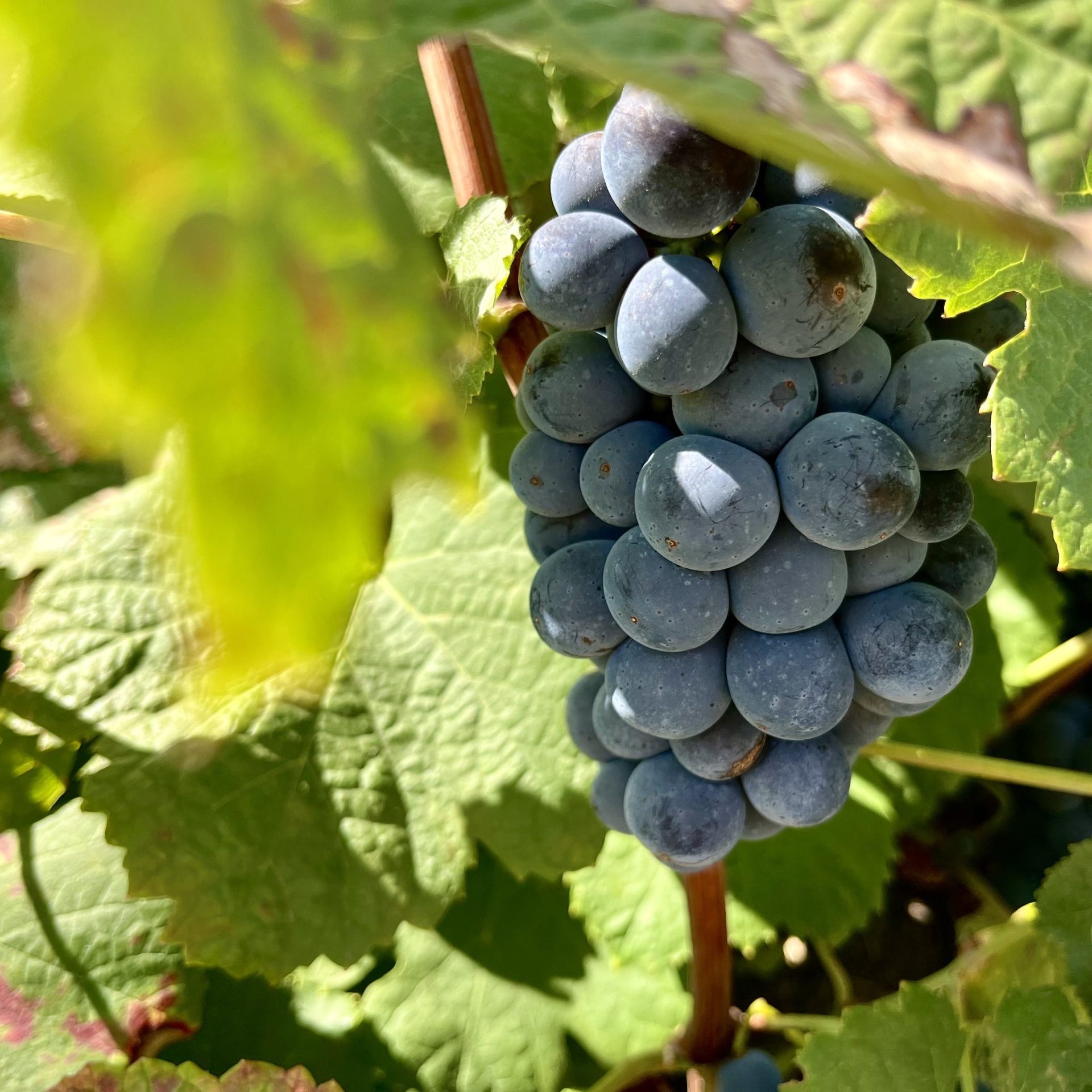 Groepsreis Douro vallei