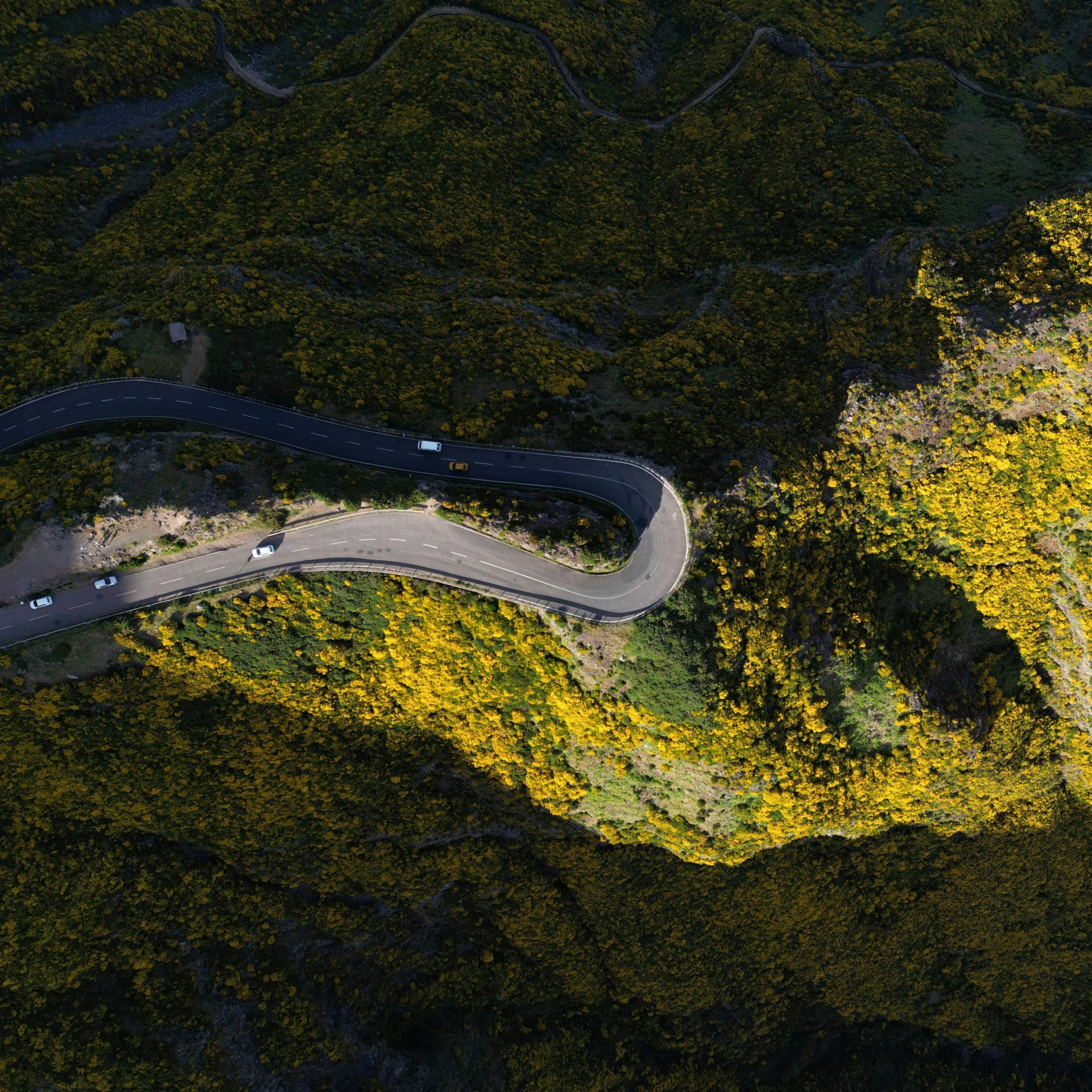 Madeira haarspeld gele bloemen